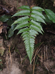 Polystichum biaristatum