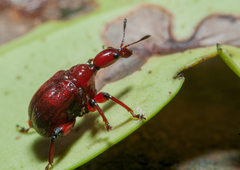 Paratrachelophorus nodicornis