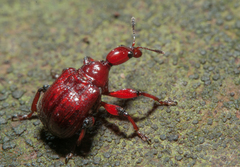 Paratrachelophorus nodicornis