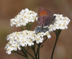 Callophrys muiri