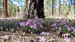 Phlox woodhousei
