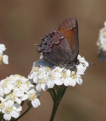 Callophrys muiri