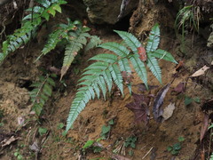 Polystichum biaristatum