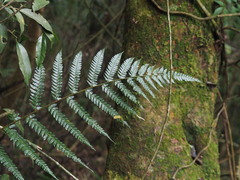 Polystichum biaristatum