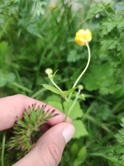 Ranunculus lanuginosus