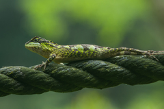Diploderma polygonatum xanthostomum