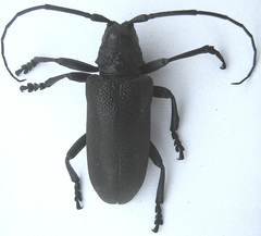 Ceroplesis ferrugator