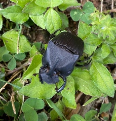 Phanaeus texensis