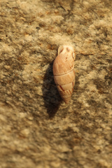 Cyclodontina inflata