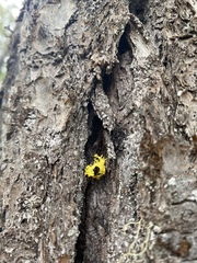 Vulpicida canadensis