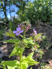 Hesperis matronalis