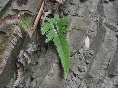 Pteris aspericaulis