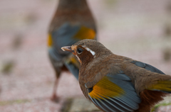 Trochalopteron morrisonianum