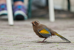 Trochalopteron morrisonianum