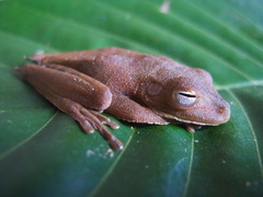 Boana calcarata