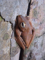 Boana calcarata