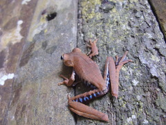 Boana calcarata
