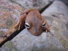 Boana calcarata