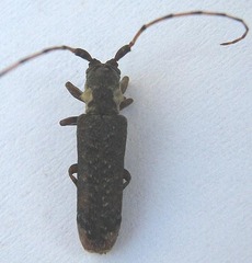 Stenidea insignis