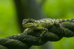 Diploderma polygonatum xanthostomum
