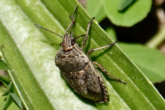 Hymenarcys nervosa