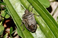 Hymenarcys nervosa