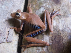 Boana calcarata