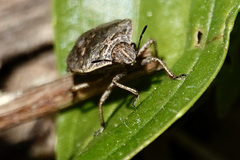 Hymenarcys nervosa