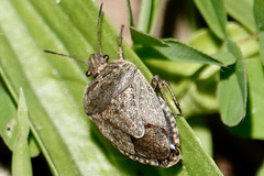 Hymenarcys nervosa