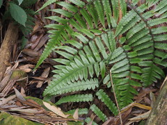 Diplazium taiwanense