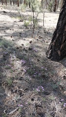 Phlox woodhousei