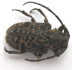 Dichostates lignarius