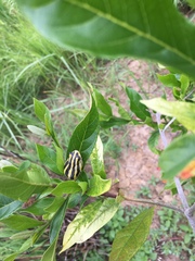 Hyperolius marmoratus taeniatus