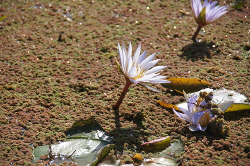 Nymphaea micrantha, photograph 4