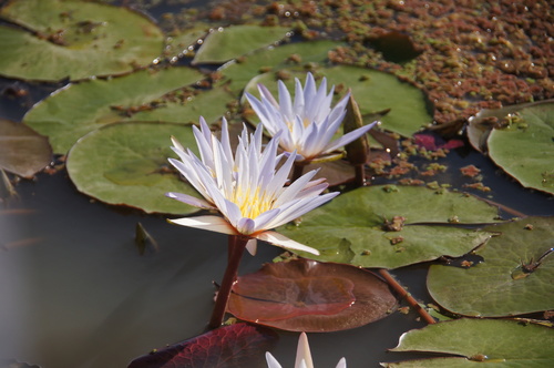 Image of Nymphaea micrantha by (c) Matthew Blissett, some rights reserved (CC BY)