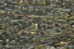 Pelophylax