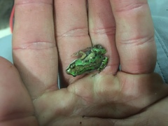 Cacosternum boettgeri