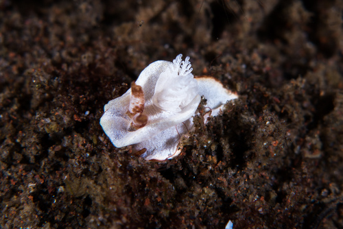 Pelagella longicornis
