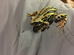 Semnodactylus wealii