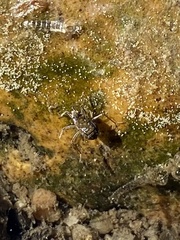 Microvelia americana