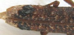 Stenidea insignis