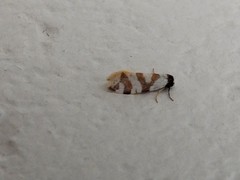 Lepidoscia dicranota