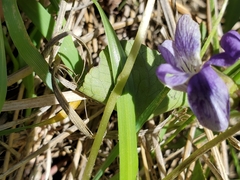 Viola pedatifida