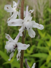 Delphinium carolinianum virescens
