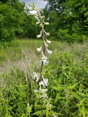 Delphinium carolinianum virescens