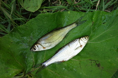 Alburnoides rossicus