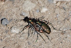 Cicindela depressula