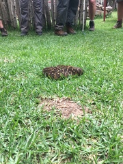 Bitis arietans arietans