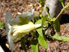 Ipomoea arborescens