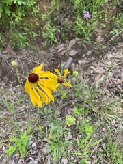 Helenium campestre